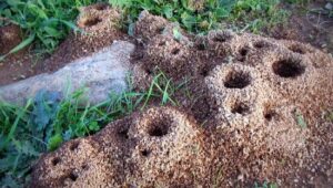 So werden Sie Ameisen im Garten endgültig los