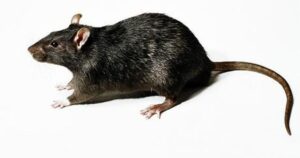 3 selbstgemachte Rezepte, um Ratten ein für alle Mal loszuwerden