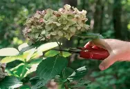 BITTERSALZ Wie man mehr Blüten von seinen Hortensien bekommt