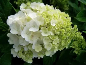 BITTERSALZ Wie man mehr Blüten von seinen Hortensien bekommt