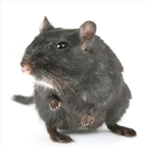 3 selbstgemac hte Rezepten, um Ratten ein für alle Mal loszuwerden