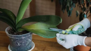 Hefedünger für Orchideen: Hier ist ein Rezept für selbstgemachten natürlichen Orchideendünger, der gut funktioniert